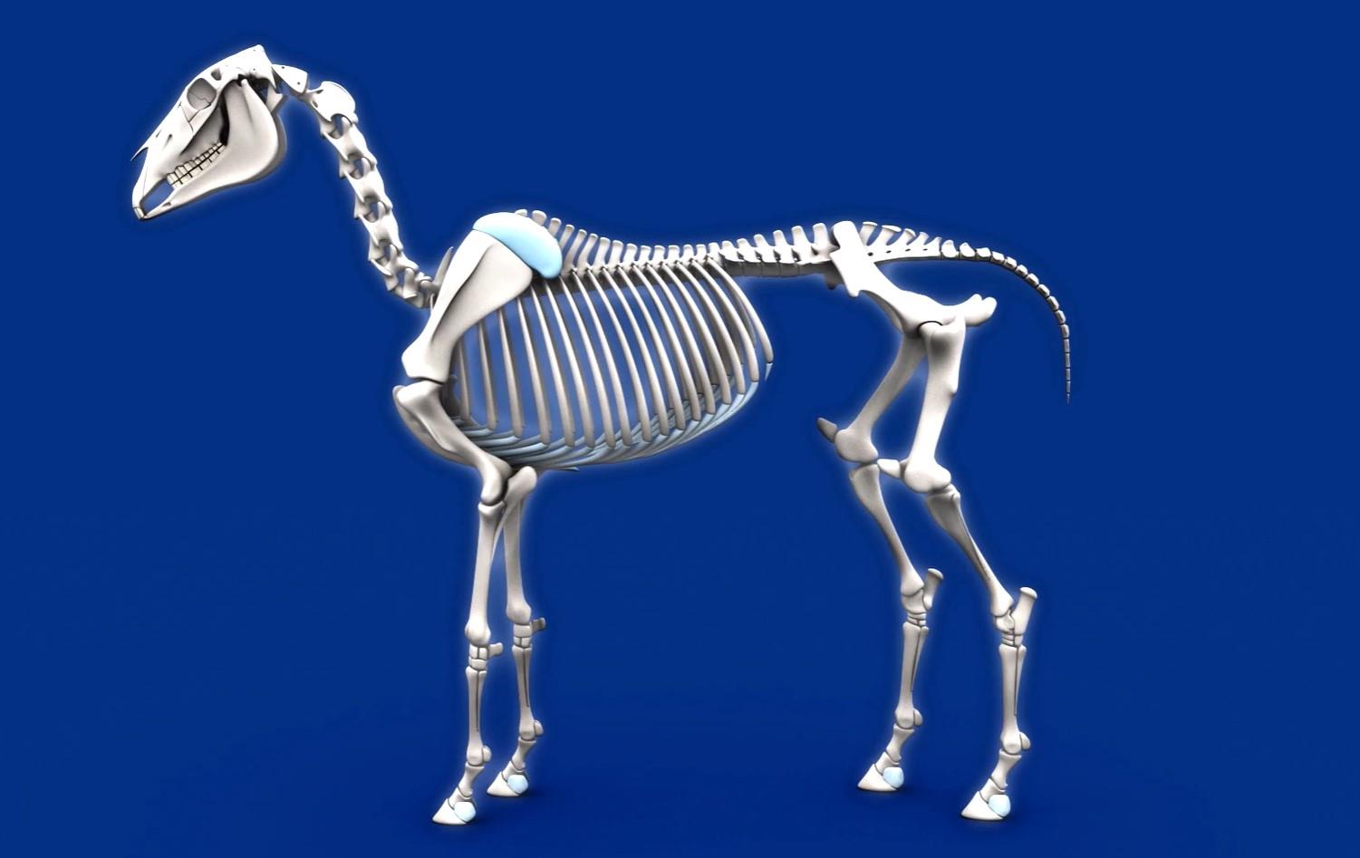 Intro to Horse Anatomy