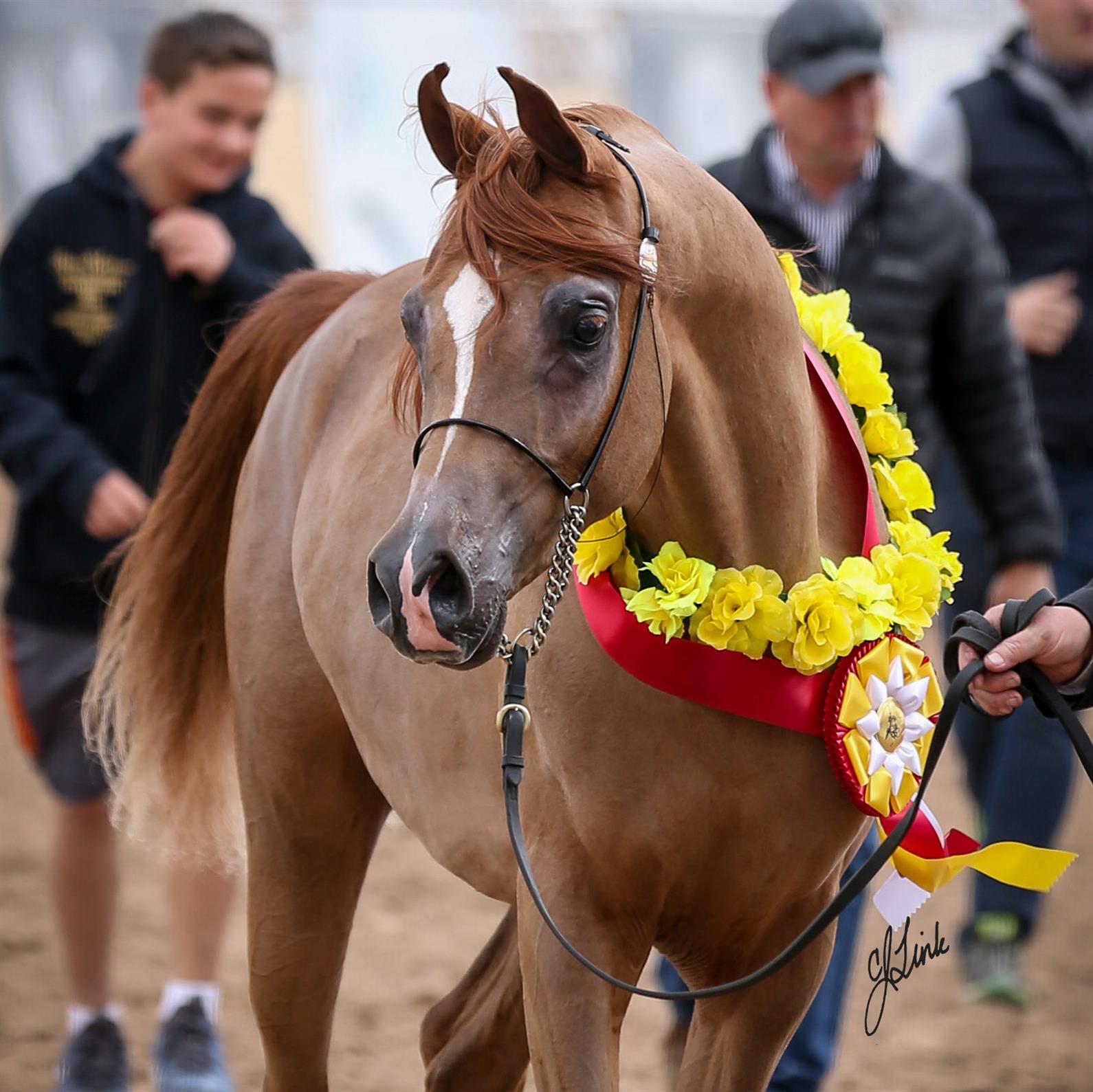 Arabian horse shown at halter