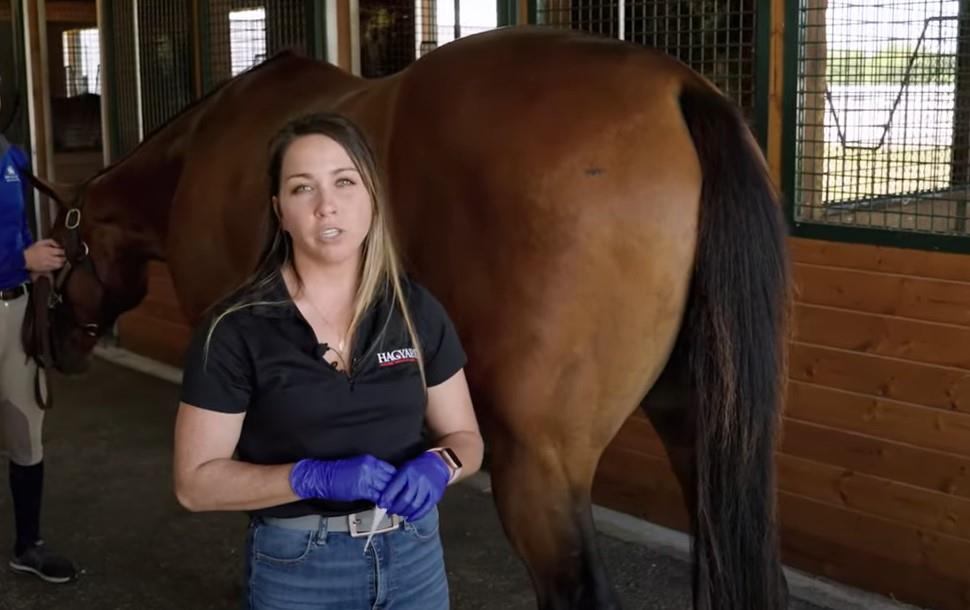 Pro Tips:  Taking Your Horse's Temperature with Dr. Sarah Escaro