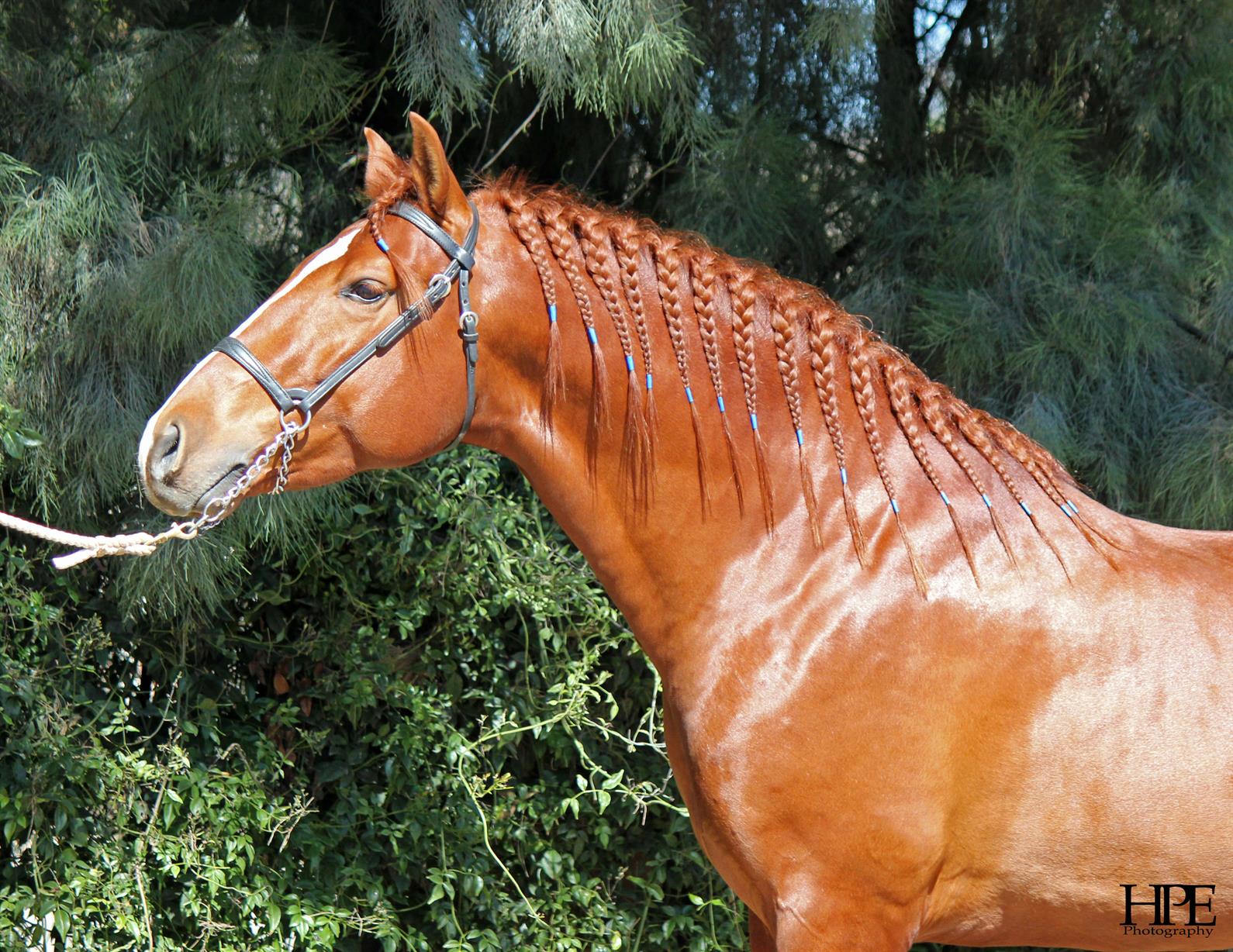 Tips for Maintaining the Perfect Horse Mane and Tail, Horse Hair