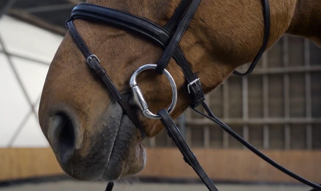 Five Factors in Choosing a Bridle for Your Horse