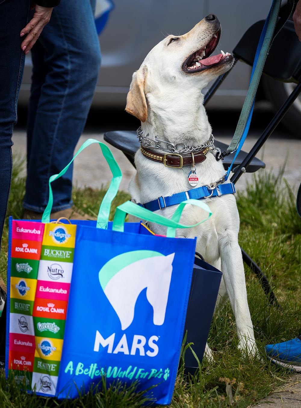 A dog with a MARS Equestrian bag