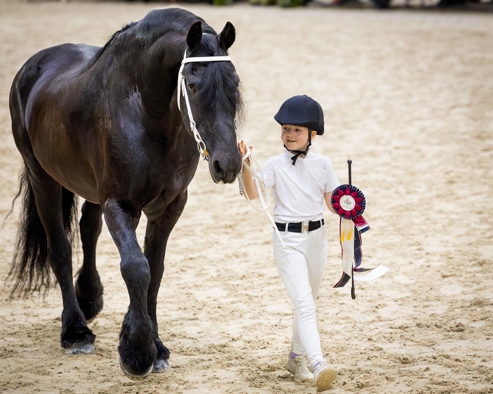 A Friesian being led by a young girl holding a ribbon